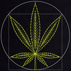 CBDsport Logo