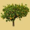 The Tangerine Tree Logó