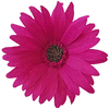 PapierenBloemen.nl Logotype
