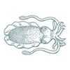 Cozy Cuttlefish Logotype