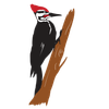 Flathead Audubon Society Logotype