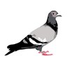 Staple Pigeon Logotype