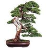 Bonsai-Shop Logo