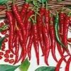 chili.tummelsta.se Logotipo