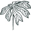 Mayapple Soaps Logotype