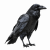 Grey Raven 
