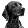 fordogsonly Logotype