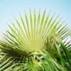 Coastal Palms Art Logotyyppi