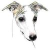 American Whippet Club Logotype
