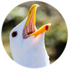 pdxbirder.com Logó