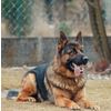 Southern k9 Training Logotyp