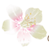Santia's Natural Haircare Logotyp