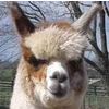 Southern Elegance Alpacas Logo