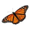 Vuela Vuela Mariposa Logotipo