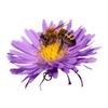 Natur im Garten Logotyp