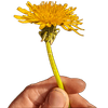 Mighty Dandelions Logotype