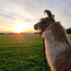 EIFEL LAMA Logotyp