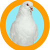 Sindy'S Pigeon Service Logotype