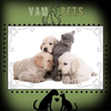 YAMPETS Logotype