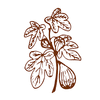 Bloemen Van Vijge Logotyp