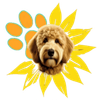Shalom Goldendoodles By Mary Logo