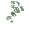Plantasweden - Plant of Sweden Logotype