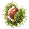 Chestnut Review Logotype