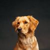 Gun Dog Photography Logotyp