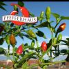 Pfefferhaus Logo