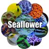 Seaflower Logotype