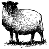 thecozysheep Logo
