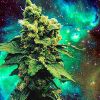 Stoner Highlife Logotype