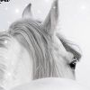 horseandyou.no Logo