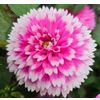Dream of Dahlias Λογότυπο