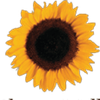 SOL FLOWER WELLNESS Logotyyppi