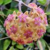 Plant & Interieur Cijsouw Logotyp