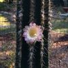 cactusislandacres.com Logotyp
