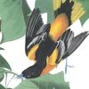 Oriole A Logotyp