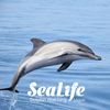 Sealife  Act Maritimo Turistico Logotyp