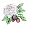 Rose & Plum Living Logotype