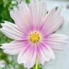 DrBlomster Logó