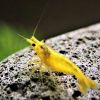 Bubba's shrimps - Nano Aquarium Logotype
