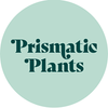 PRISMATICP Logotype