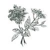 WWW.GLASSYRIDGEFARM Logotyp