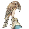 Bird on the Hand Logotipo