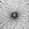 Sharing Nature's Art Logo