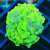 corals-reeftech.de Logotyp