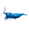 Kaizen Shrimp Logotyp