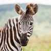 Stickzebra Logotyp
