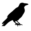 Ravensbergen Design 